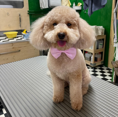 Un cagnolino con un fiocco verde sulla testa e la lingua fuori, in piedi su un pavimento a scacchi bianchi e neri.