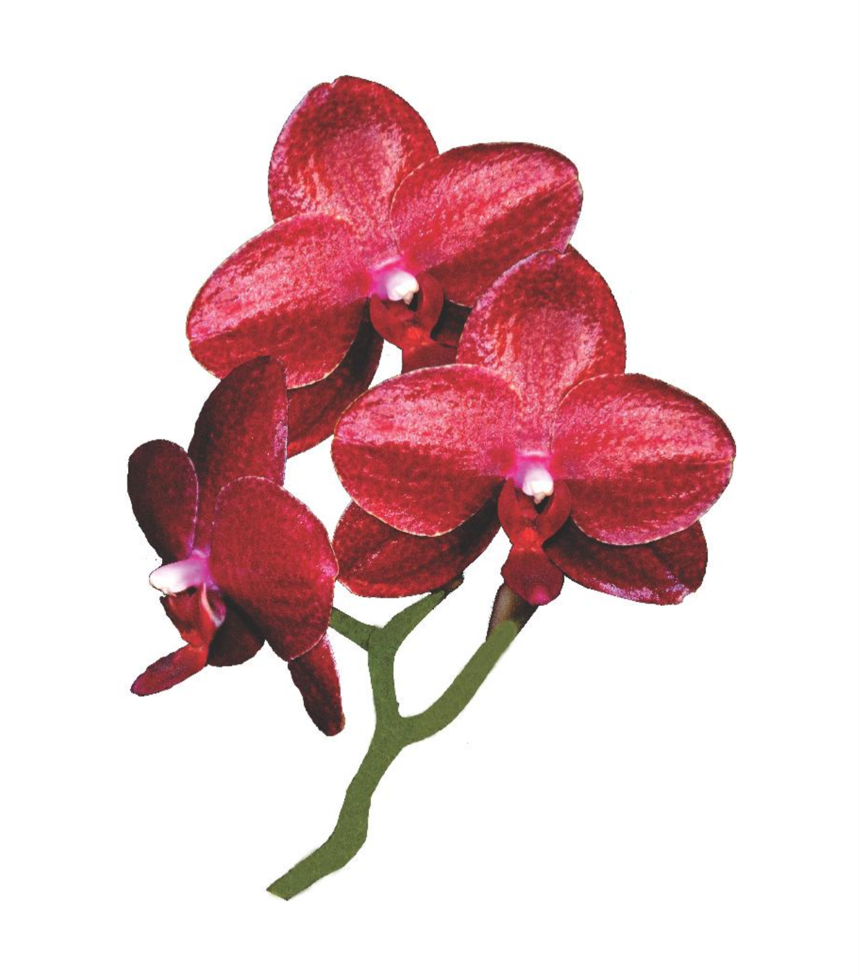 Institut Orchidée-logo