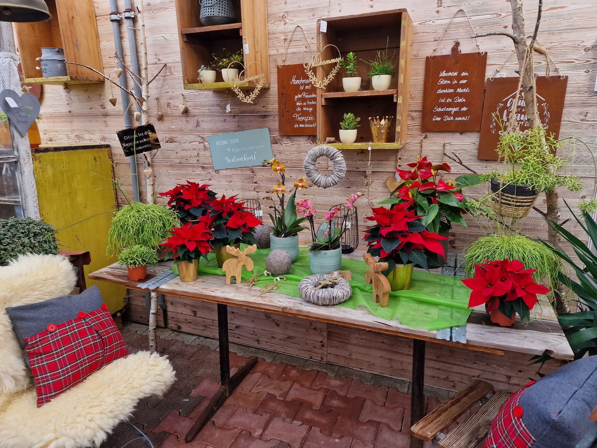 Topfpflanzen - Rohrer Gärtnerei AG in Wegenstetten AG