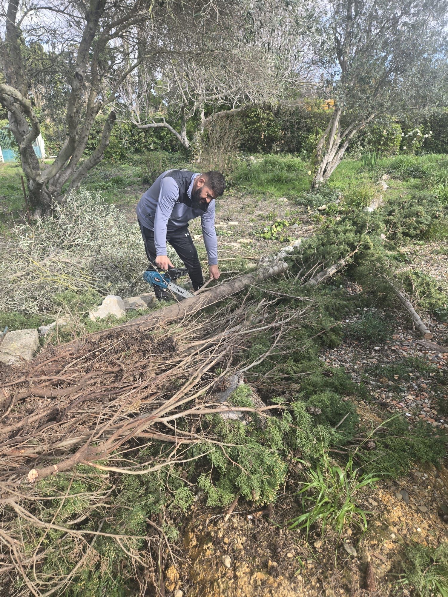 Une personne vêtue d'un gilet gris utilise une tronçonneuse pour couper un conifère tombé dans une oliveraie.