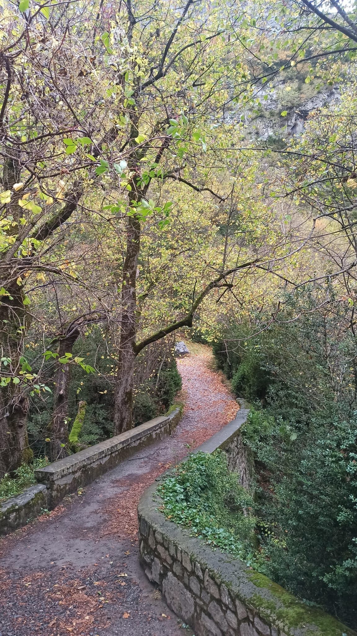 Un camino que atraviesa un bosque con árboles y hojas en el suelo.