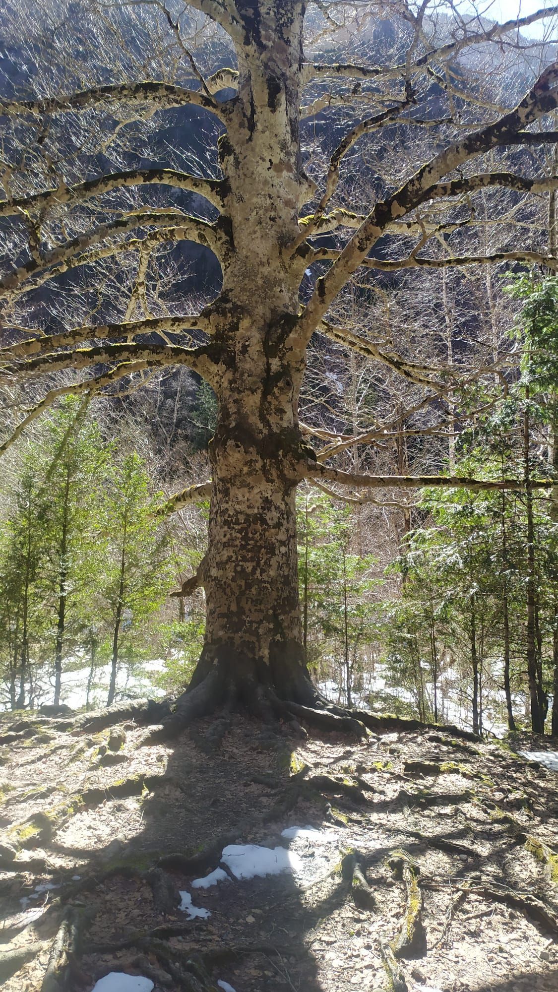 Un gran árbol en medio de un bosque con nieve en el suelo.