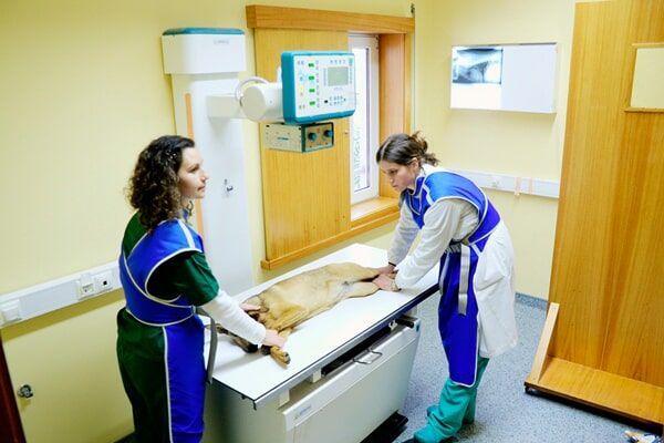 Duas auxiliares veterinárias a segurar um animal deitado numa maca