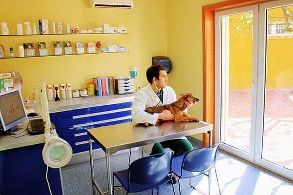 Um veterinário está sentado à secretária de um consultório enquanto segura um cão