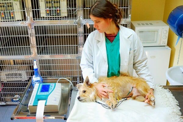 Uma mulher de bata examina um cão numa mesa