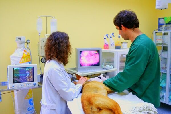 Veterinário e auxiliar a examinar um cão