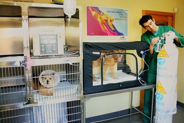 Médico veterinário numa sala de internamentos de um hospital veterinário