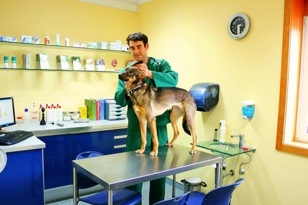 Canídeo a ser observado pelo médico veterinário em consulta
