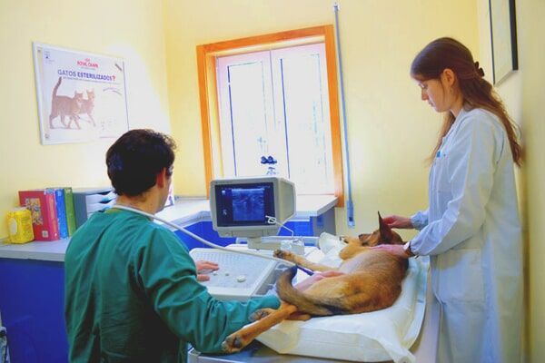 Veterinário e auxiliar a examinar um cão