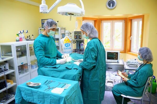 Veterinários a operar um animal num hospital veterinário