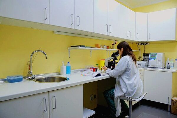 Uma mulher de bata está a observar através de um microscópio num laboratório de um hospital veterinário.