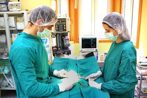 Veterinários a operar um animal num hospital veterinário