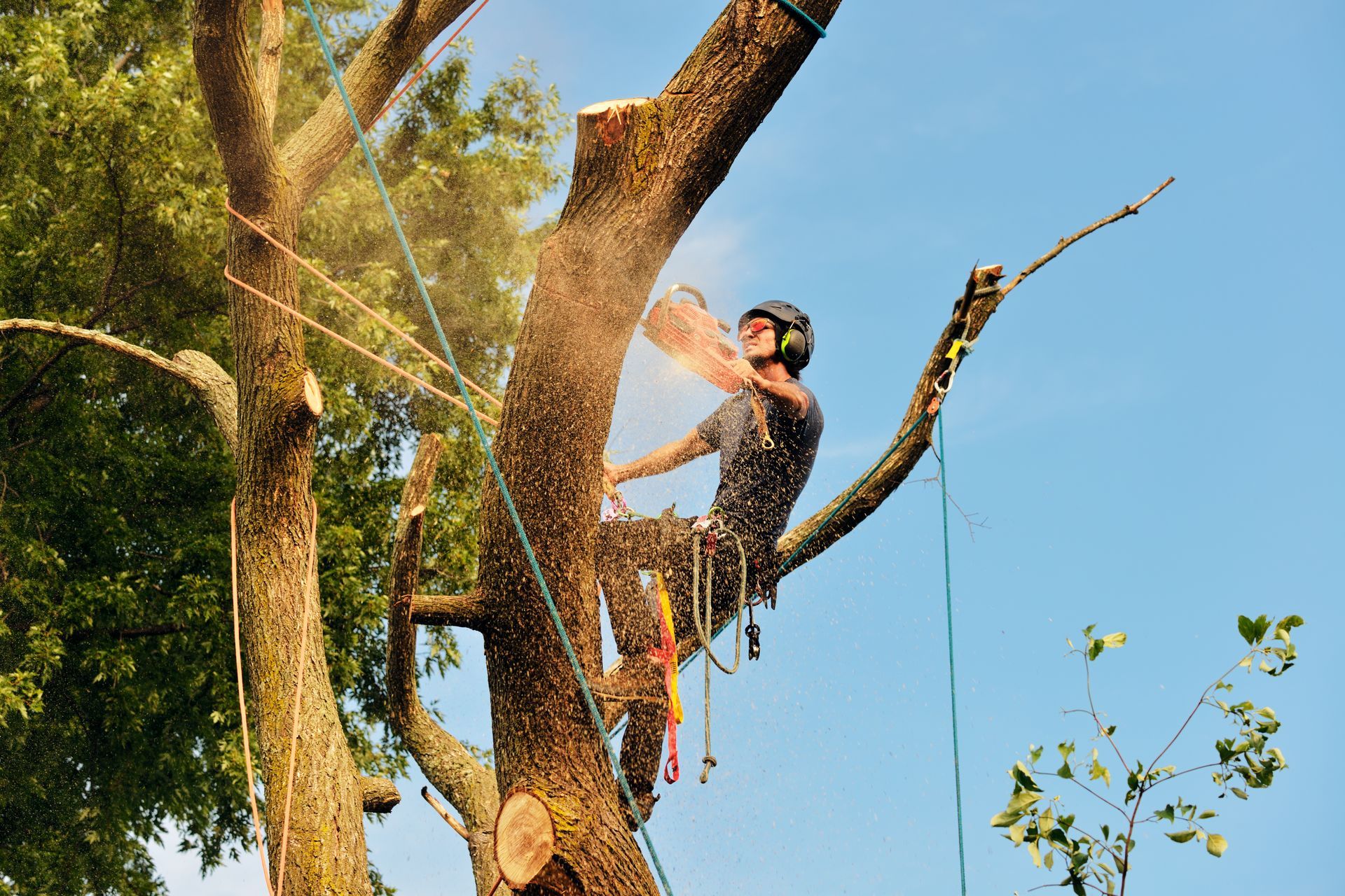 Élagueur avec une tronçonneuse en haut d'un arbre