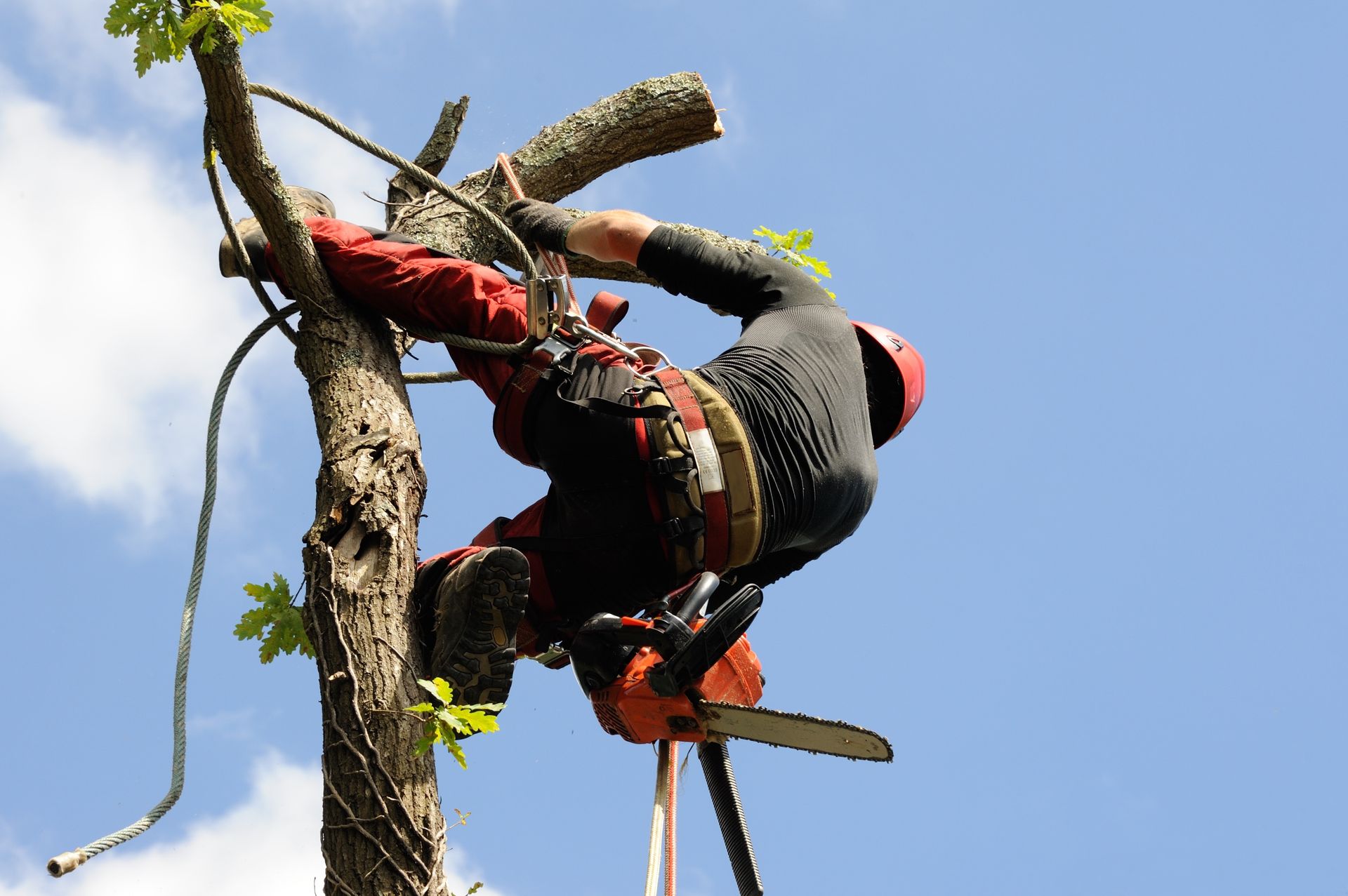 Élagueur accroché en haut d'un arbre