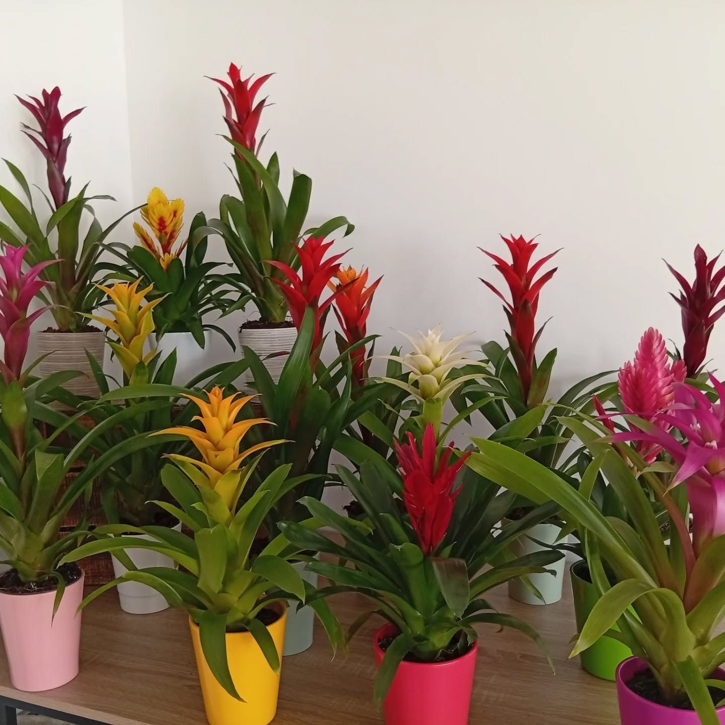 Des broméliacées en pot aux fleurs rouge vif, jaunes et roses, disposées sur une table à l'intérieur.