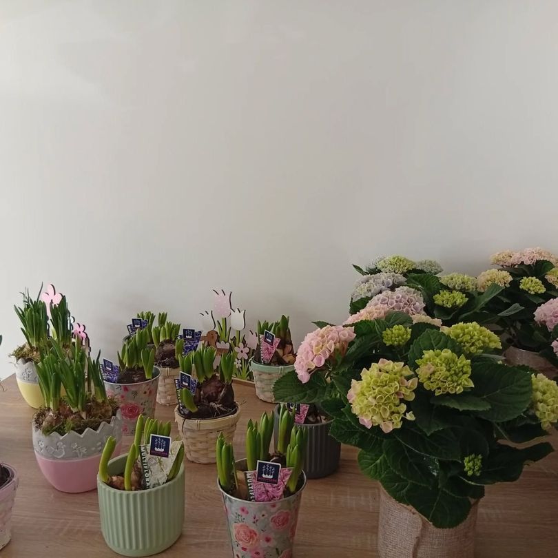 Fleurs en pot assorties et hortensias en fleurs disposés sur une table contre un mur nu