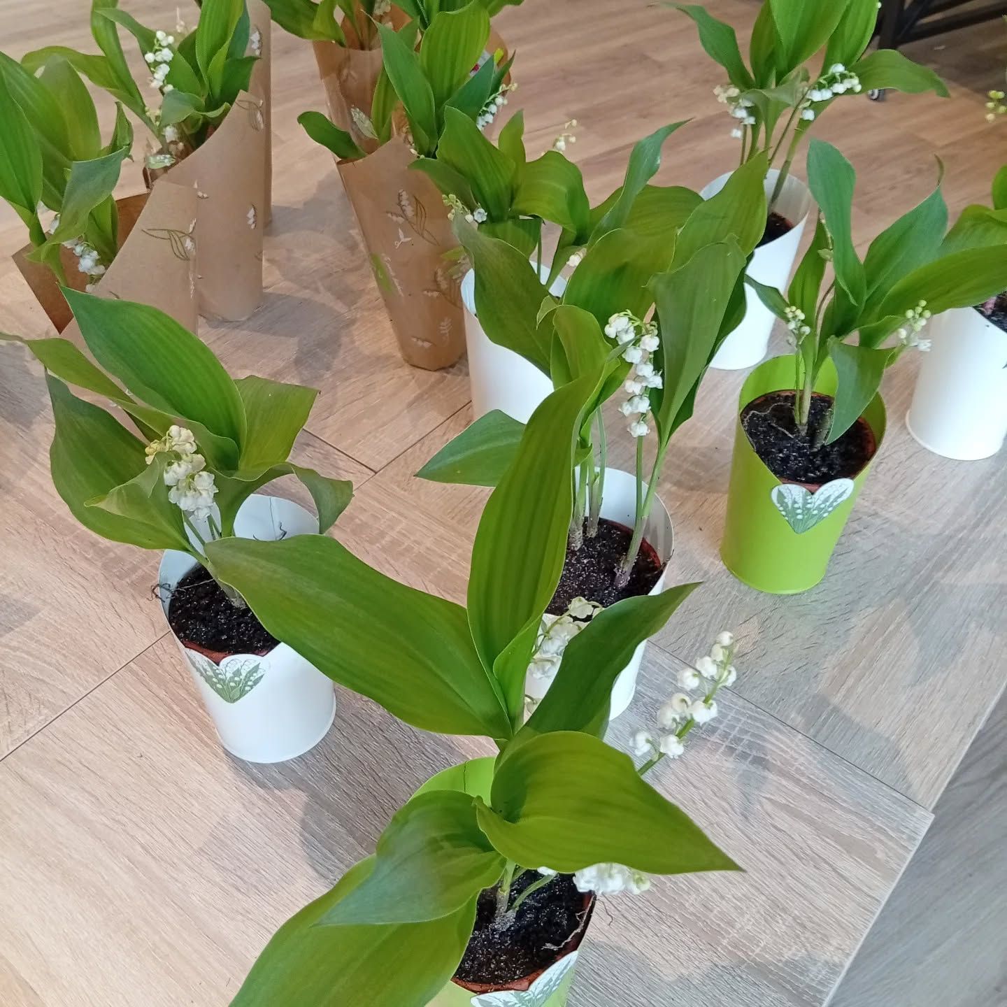 Plusieurs plantes vertes en pot disposées sur le sol à l'intérieur