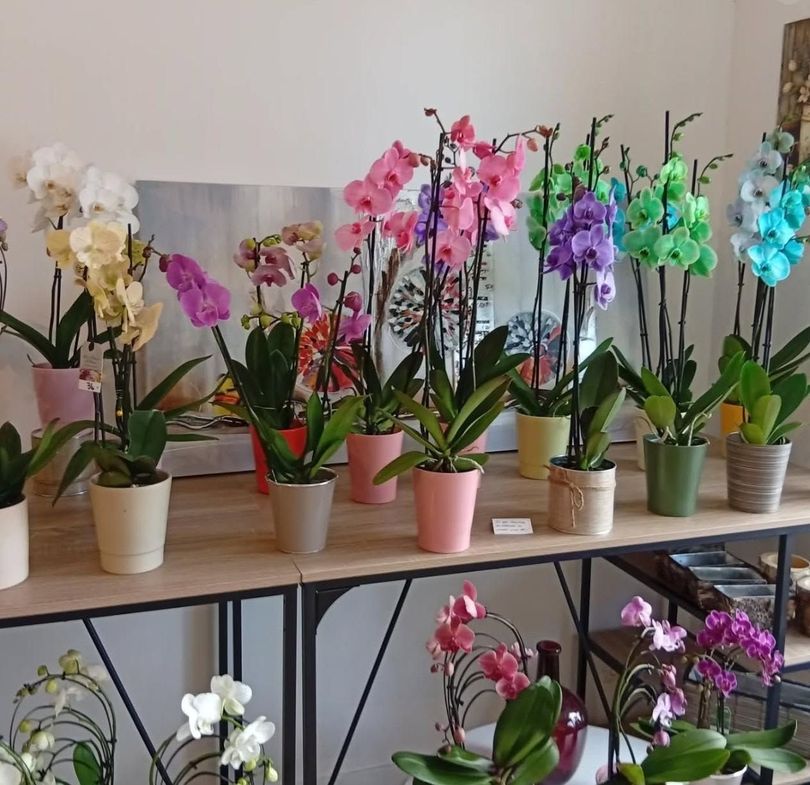 Des orchidées colorées en pot sont présentées sur des étagères dans une boutique ou une serre lumineuse.