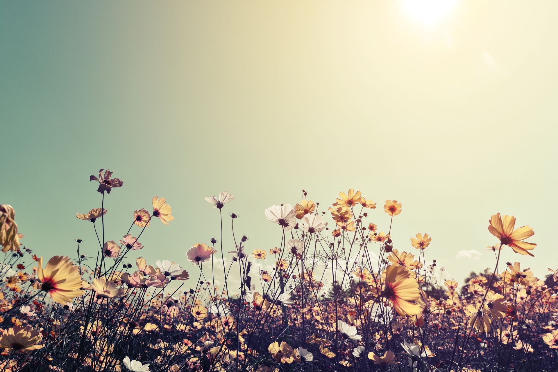 Fleurs sauvages se détachant sur un ciel aux teintes pastel éclatantes au coucher du soleil.