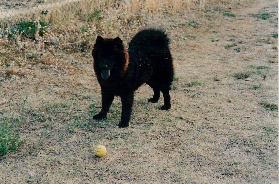 Chien jouant à la balle.