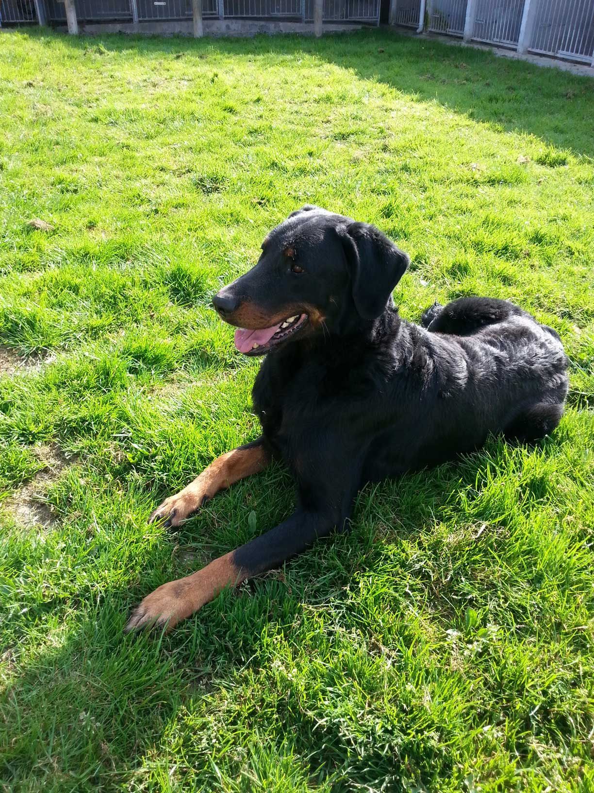 Jeune chien couché.