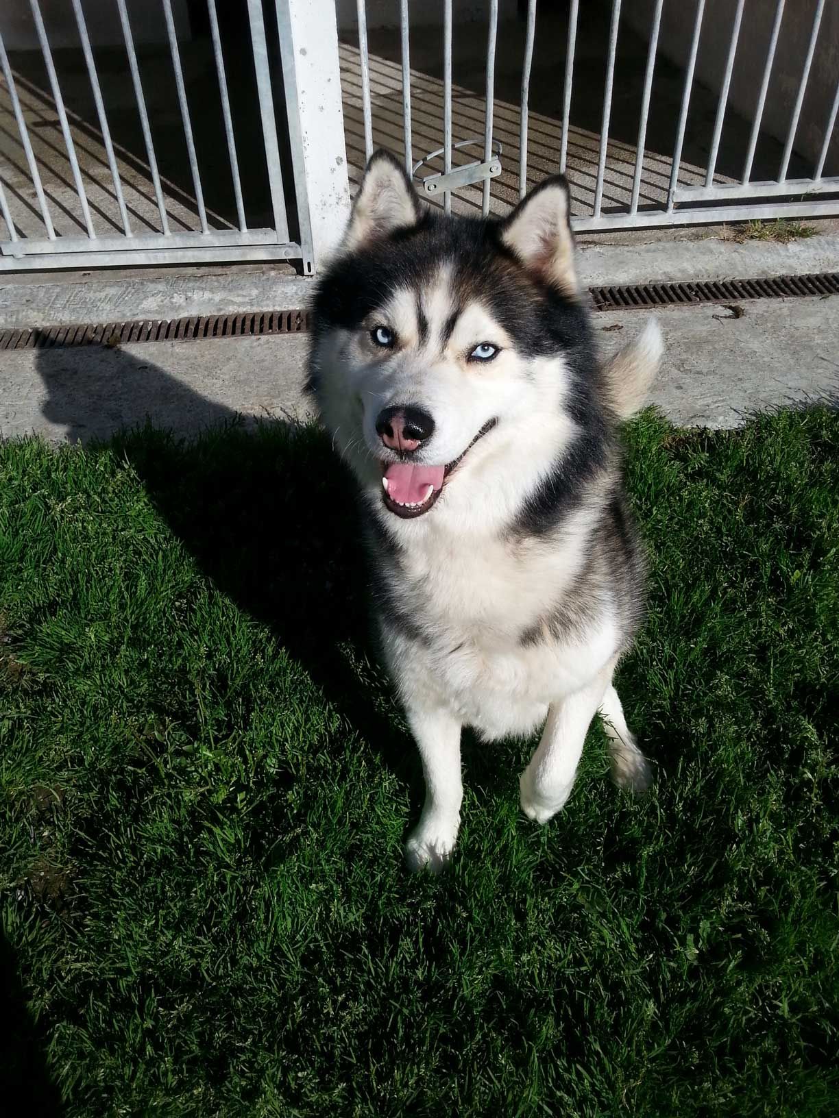 Husky souriant assis.