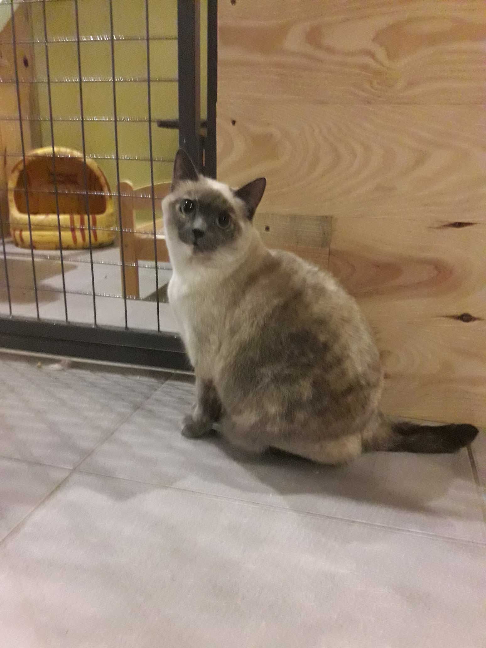 Jeune chaton gris et blanc.