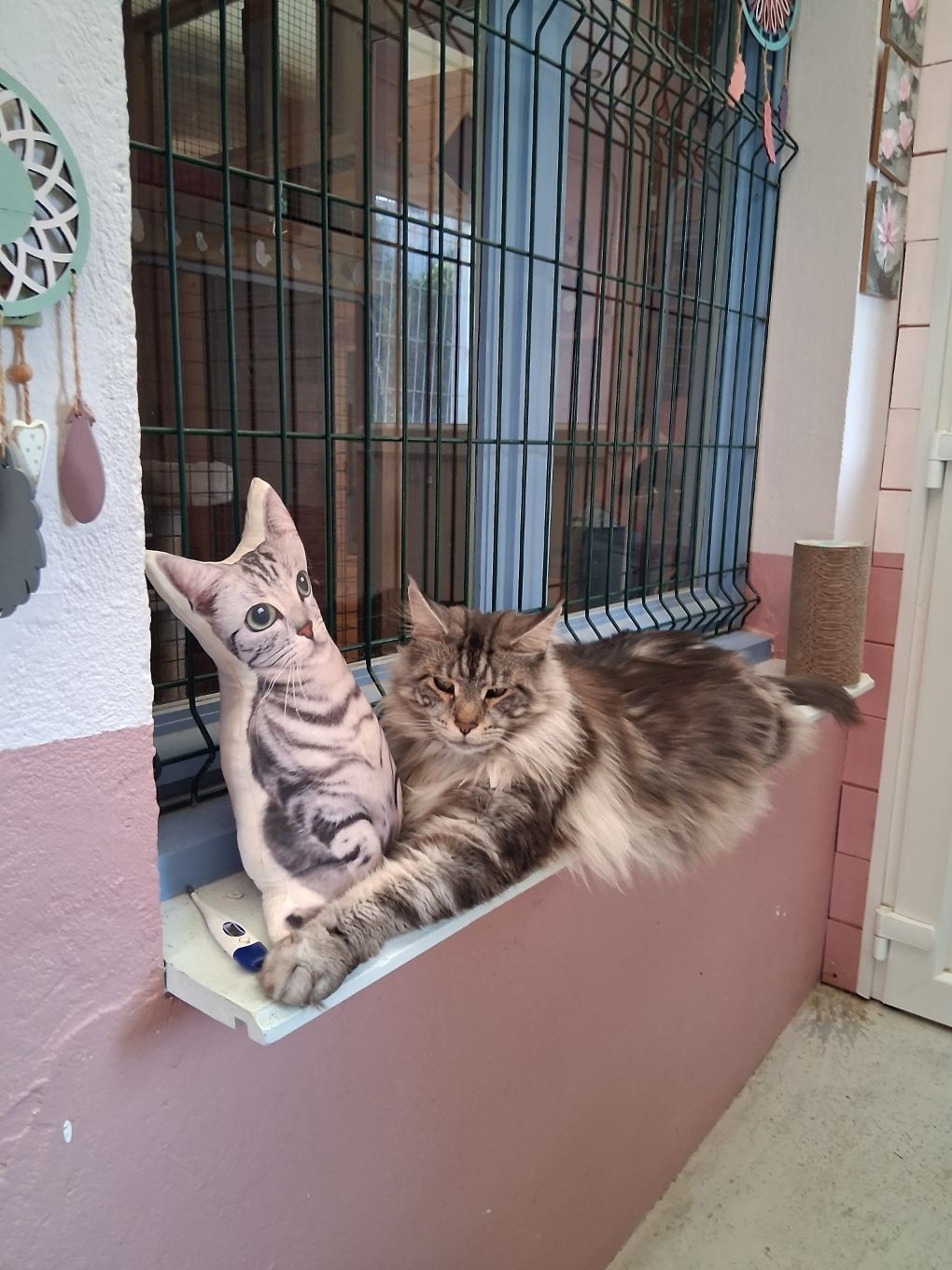 Un chat tigré duveteux est assis à côté d'un coussin en forme de chat sur le rebord d'une fenêtre.