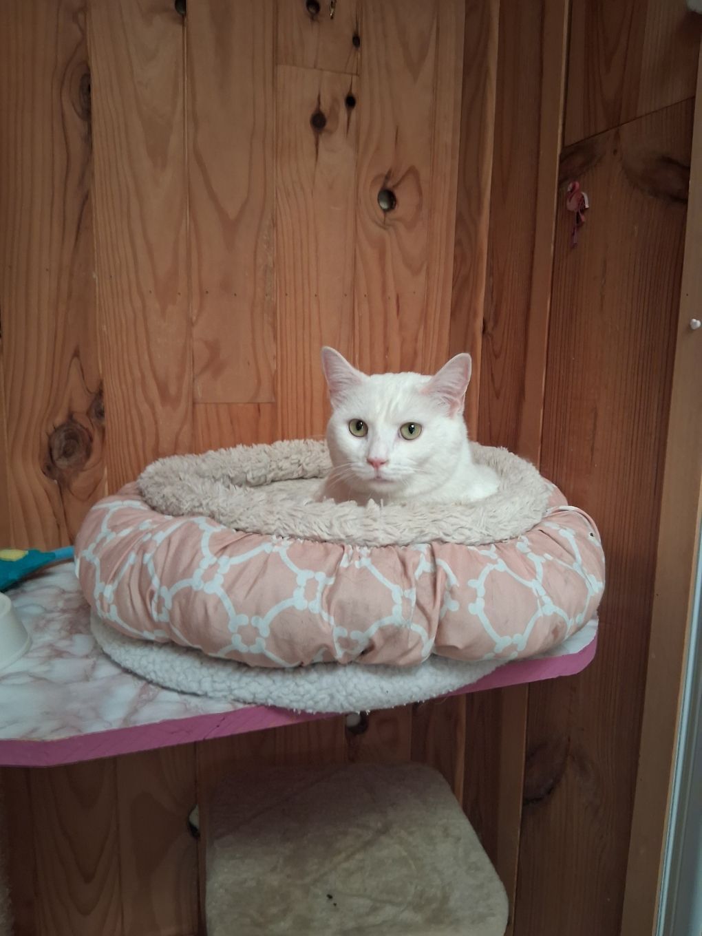 Chat blanc dans un panier rose et beige sur une étagère en bois, regardant le spectateur.