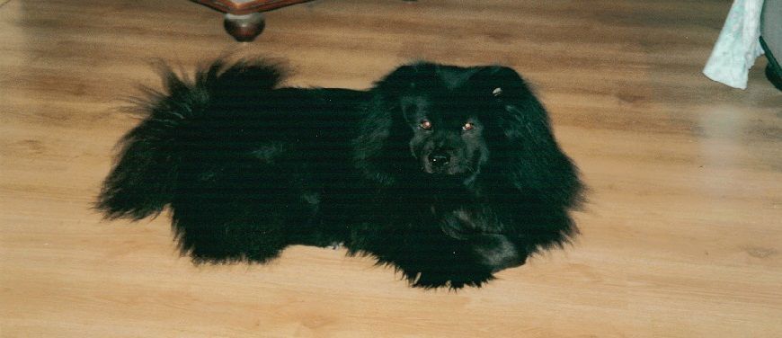 Petit chien noir couché.