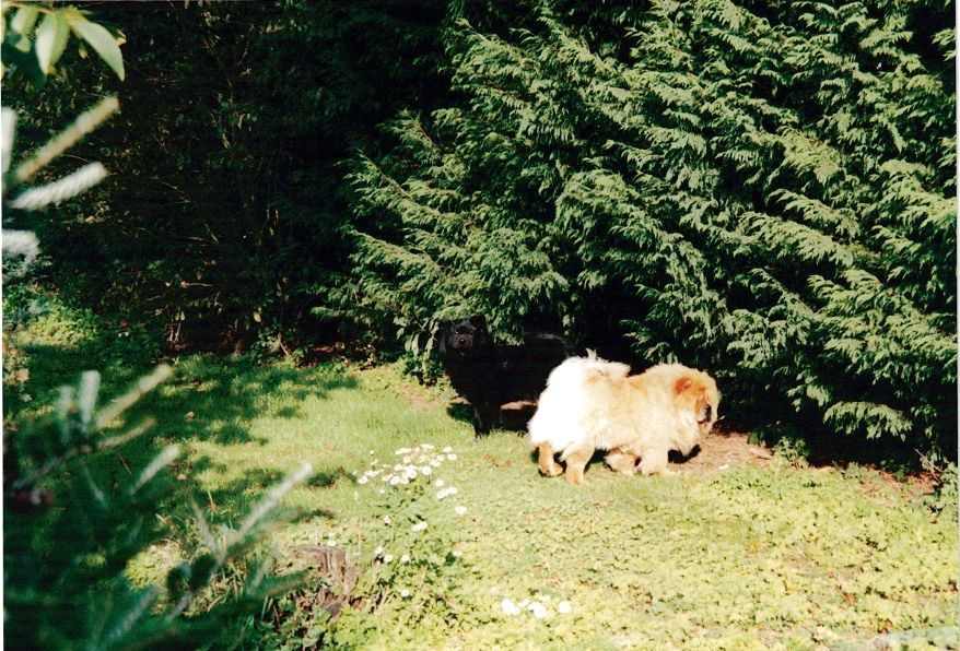 Chow-chow se promenant dans le parc.
