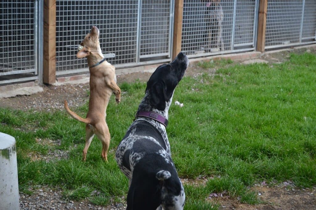 Deux chiens s'amusant dehors.