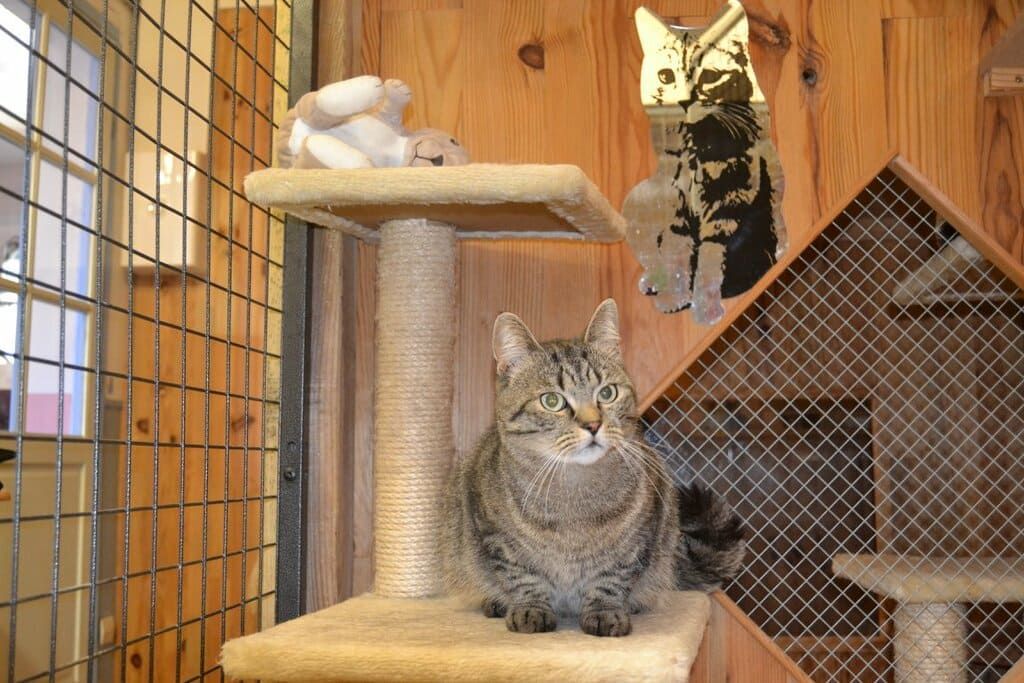 Chat gris dans son box.