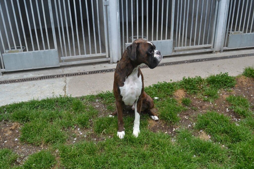 Chien assis profitant de l'air frais dans le box.