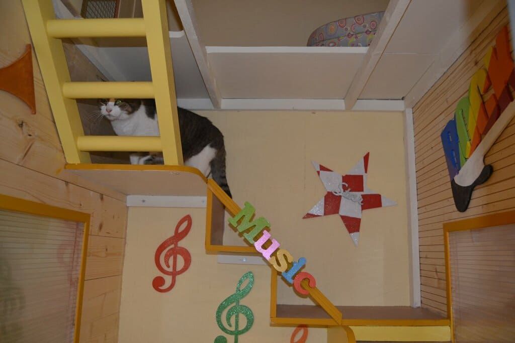 Chat montant son box coloré.