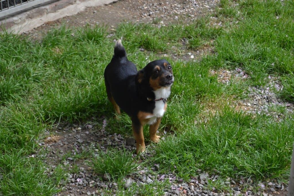 Jeune chien prenant la pose.