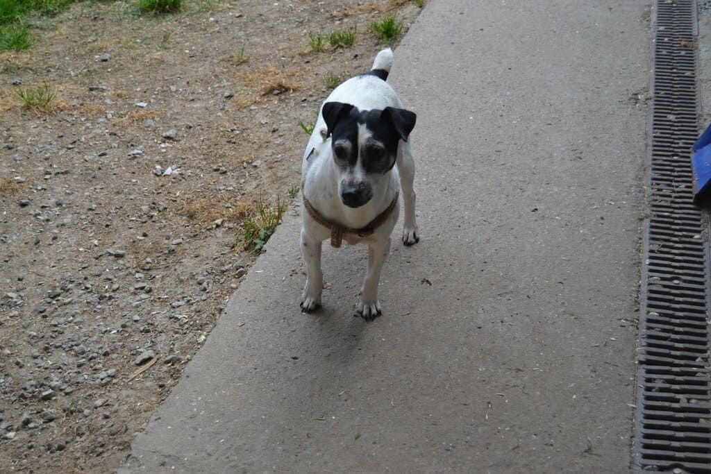 Petit chien surveillant ses camarades.
