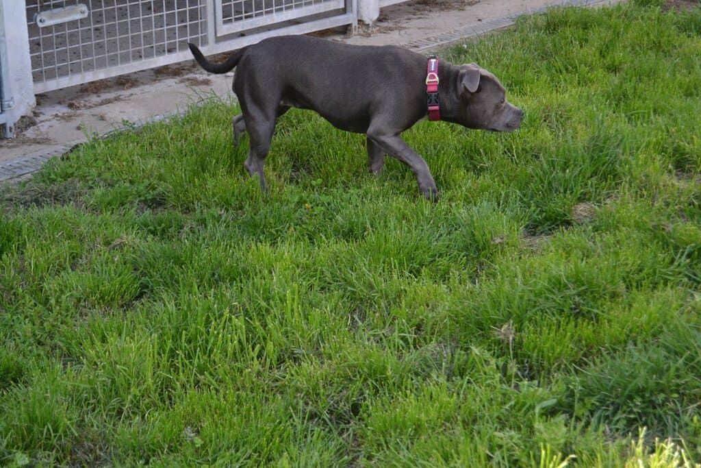 Chien suivant une piste.