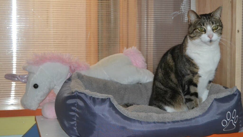 Chat couché dans sa panière.