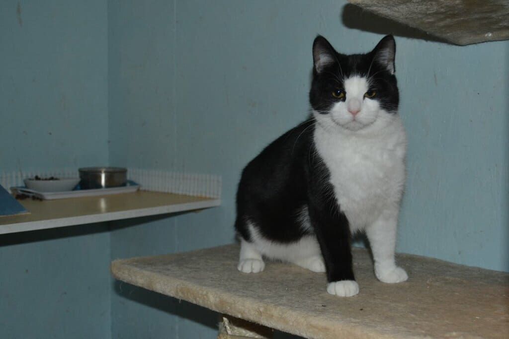 Chaton noir et blanc.