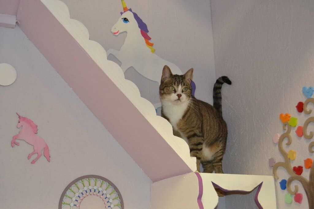 Chat dans un box coloré.