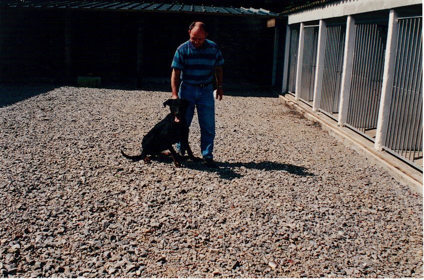 Pensionnaire labrador noir.