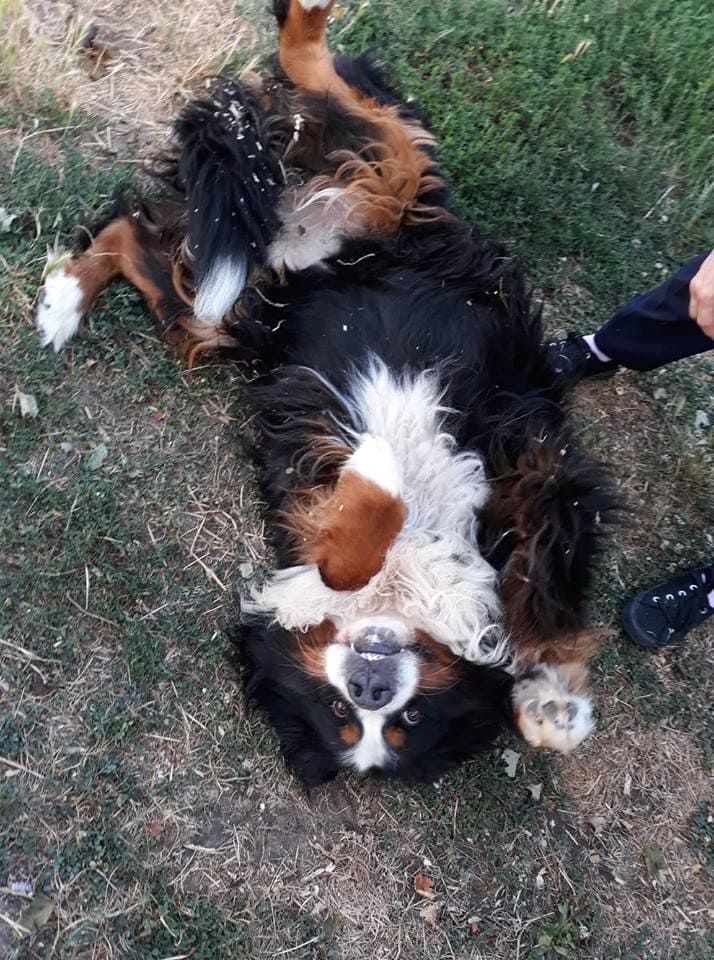 Chien se roulant dans l'herbe.