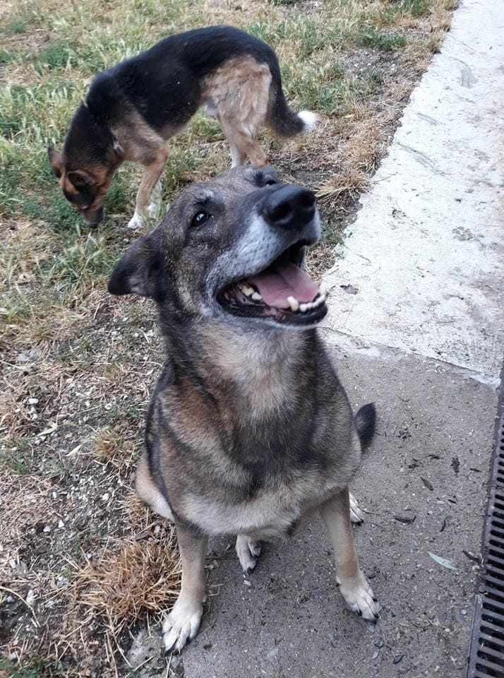 Chien assis souriant devant son maître.