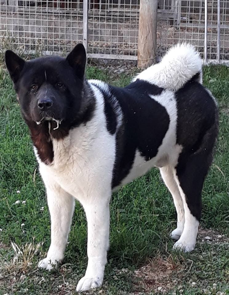 Chien noir et blanc.