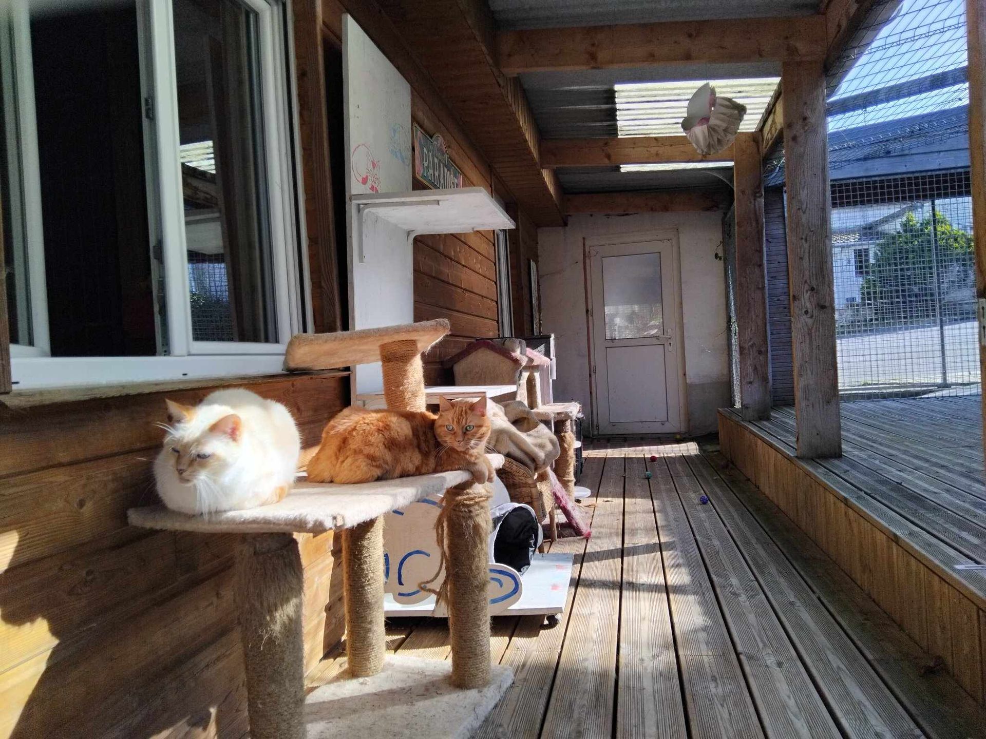 Deux chats perchés sur un arbre à chat, sur une véranda en bois, avec une porte et une fenêtre blanches visibles.