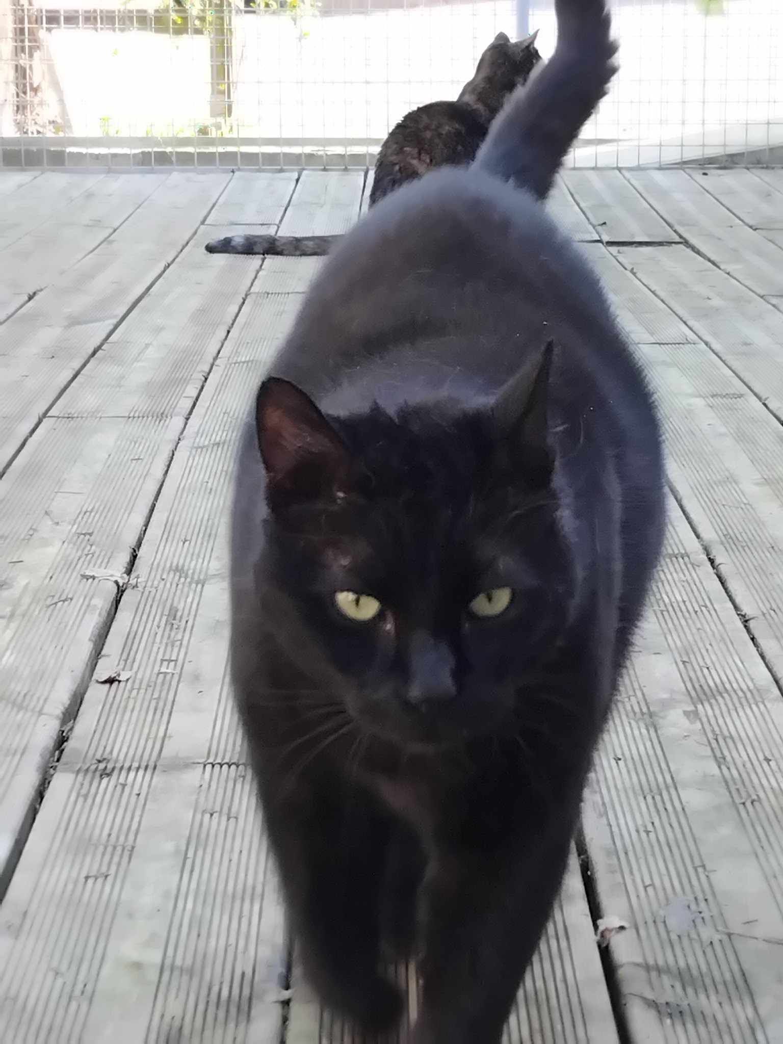 Chat noir aux yeux verts marchant vers la caméra sur une terrasse en bois.