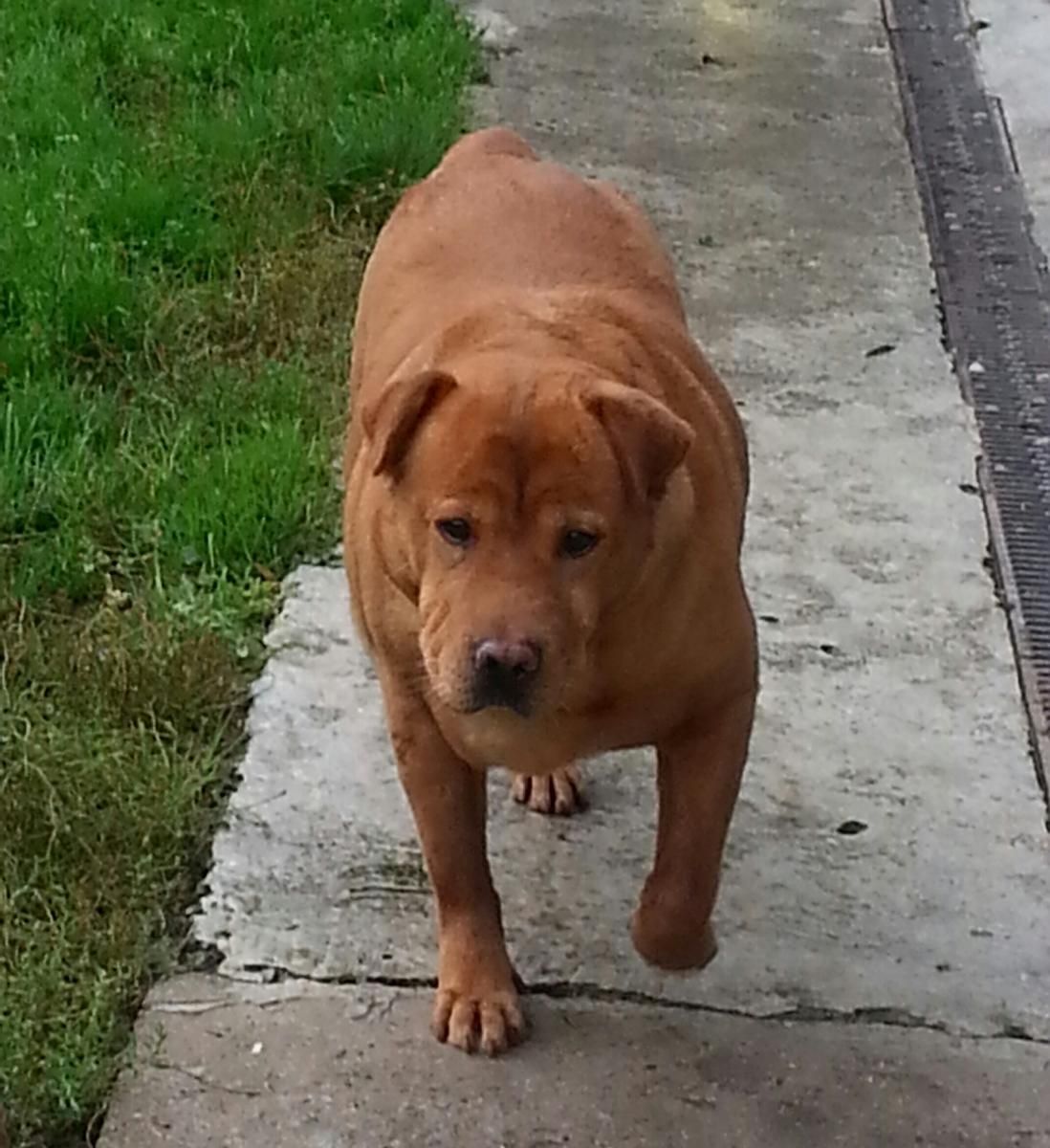 Gros chien en balade.