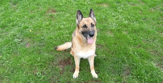 Berger allemand souriant assis dans le terrain.