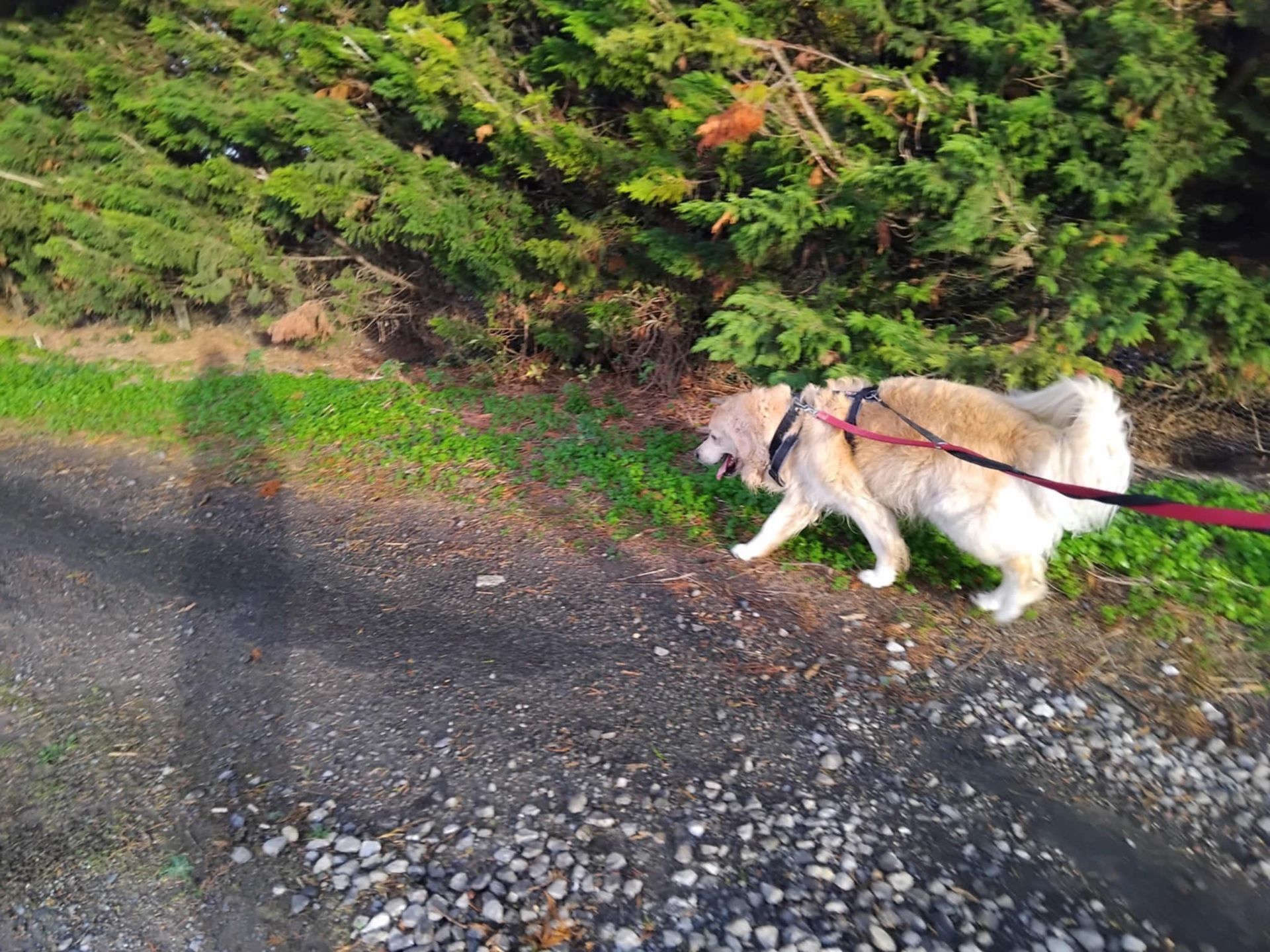 Un gros chien à poil long se promène en laisse le long d'une haie verte sur un chemin de gravier.